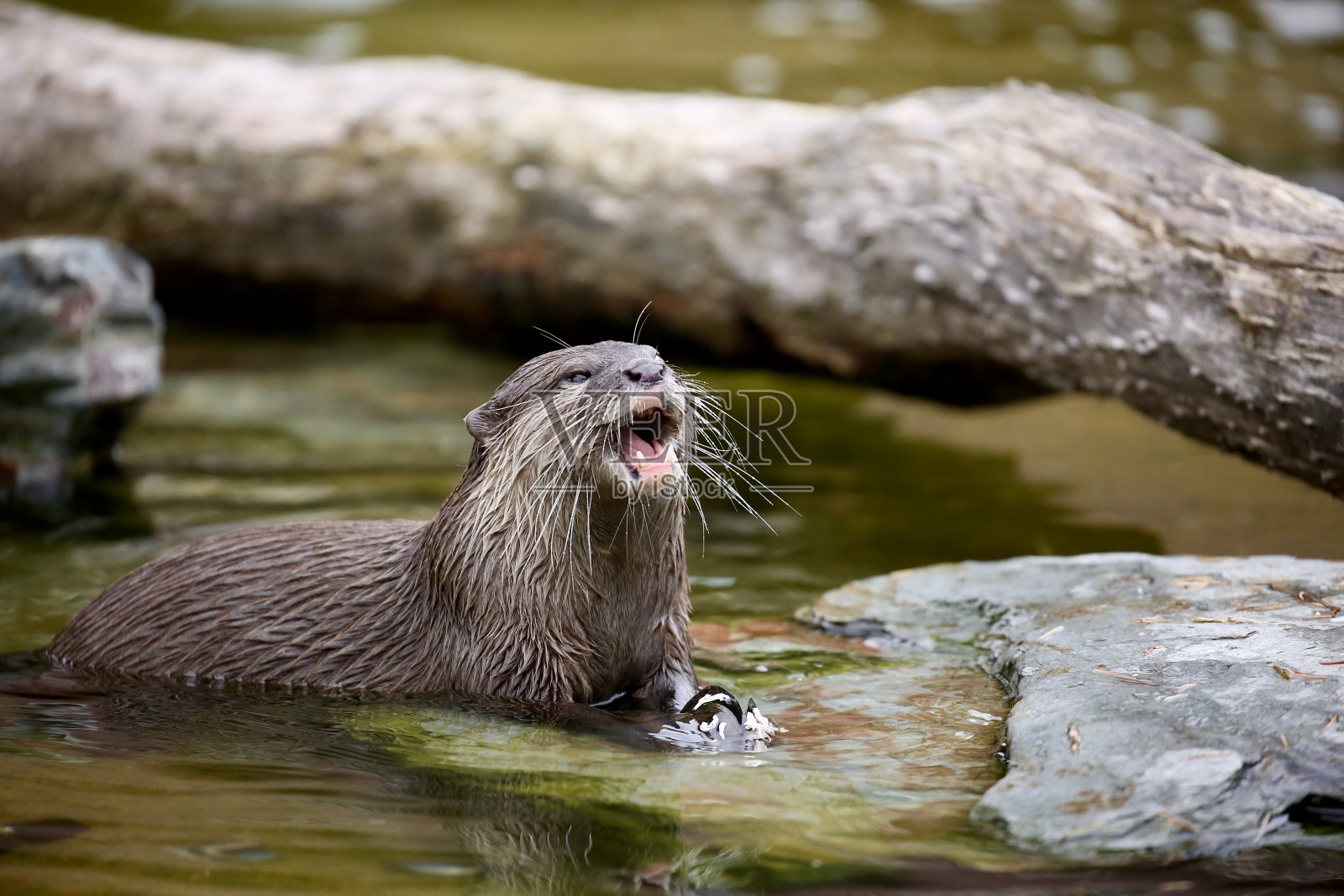 亚洲小爪水獭照片摄影图片