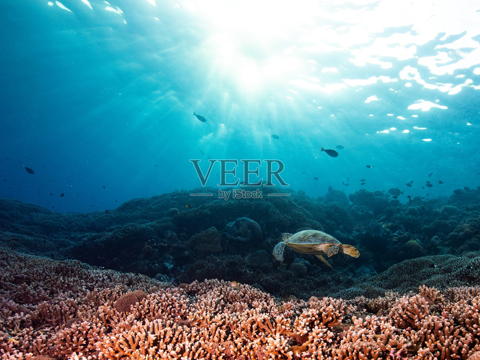 旭日龟礁照片摄影图片