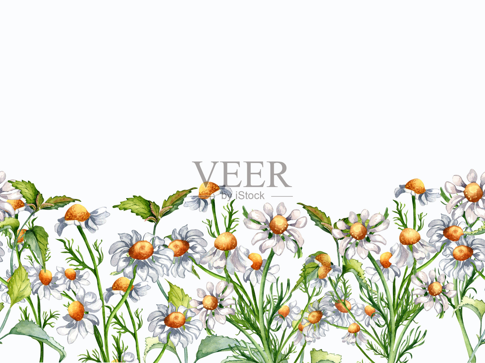 无缝边界药用植物洋甘菊水彩插图孤立在白色背景。雏菊黄花，有用草本甘菊，荨麻手绘。标签、包装、明信片设计插画图片素材