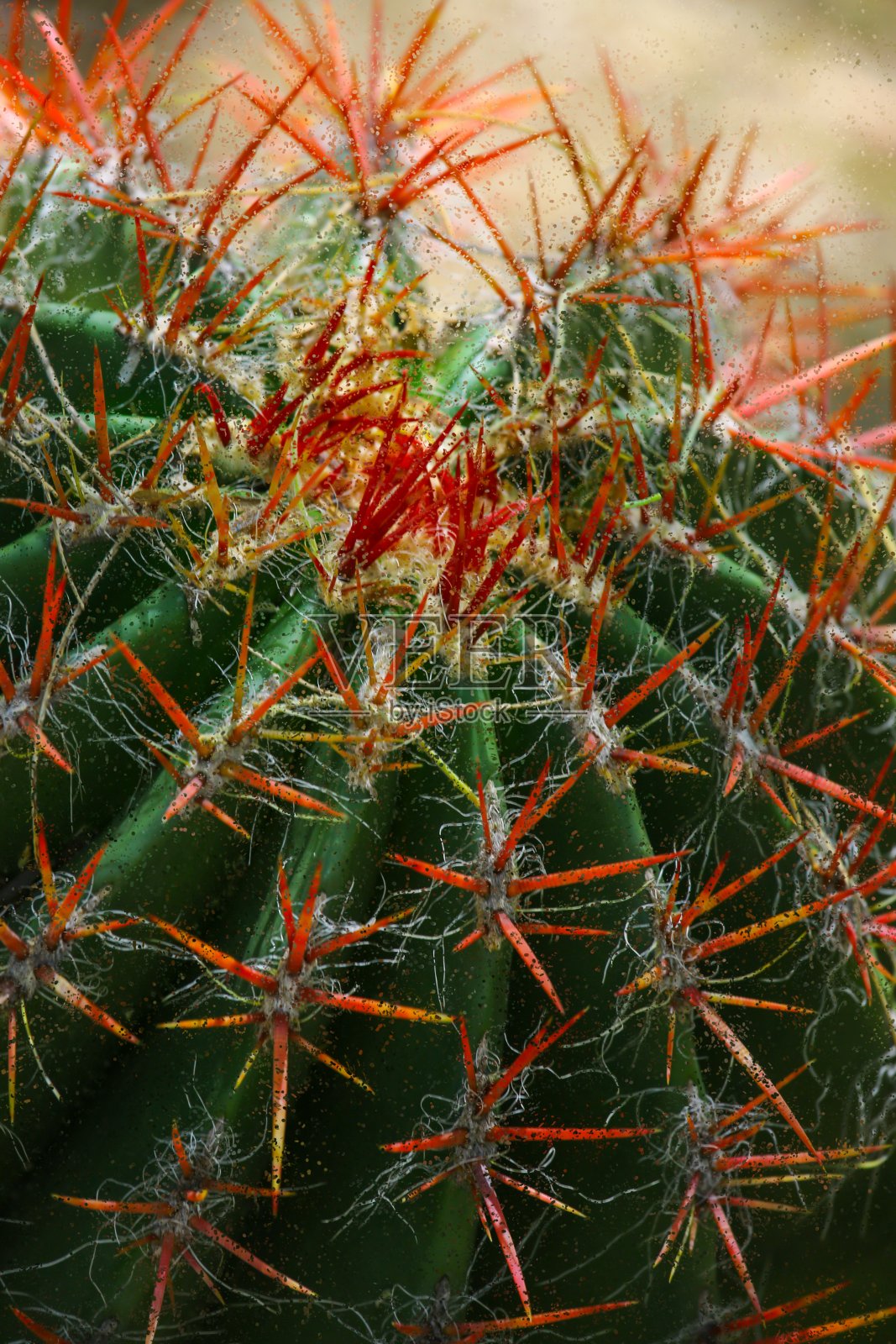 仙人掌照片摄影图片