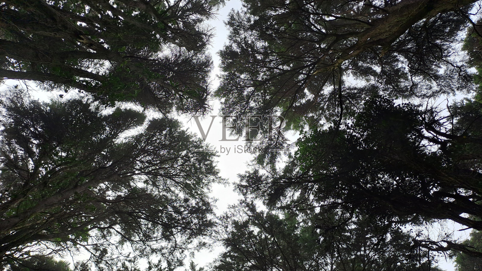 连成一片的常绿树梢在天空中照片摄影图片