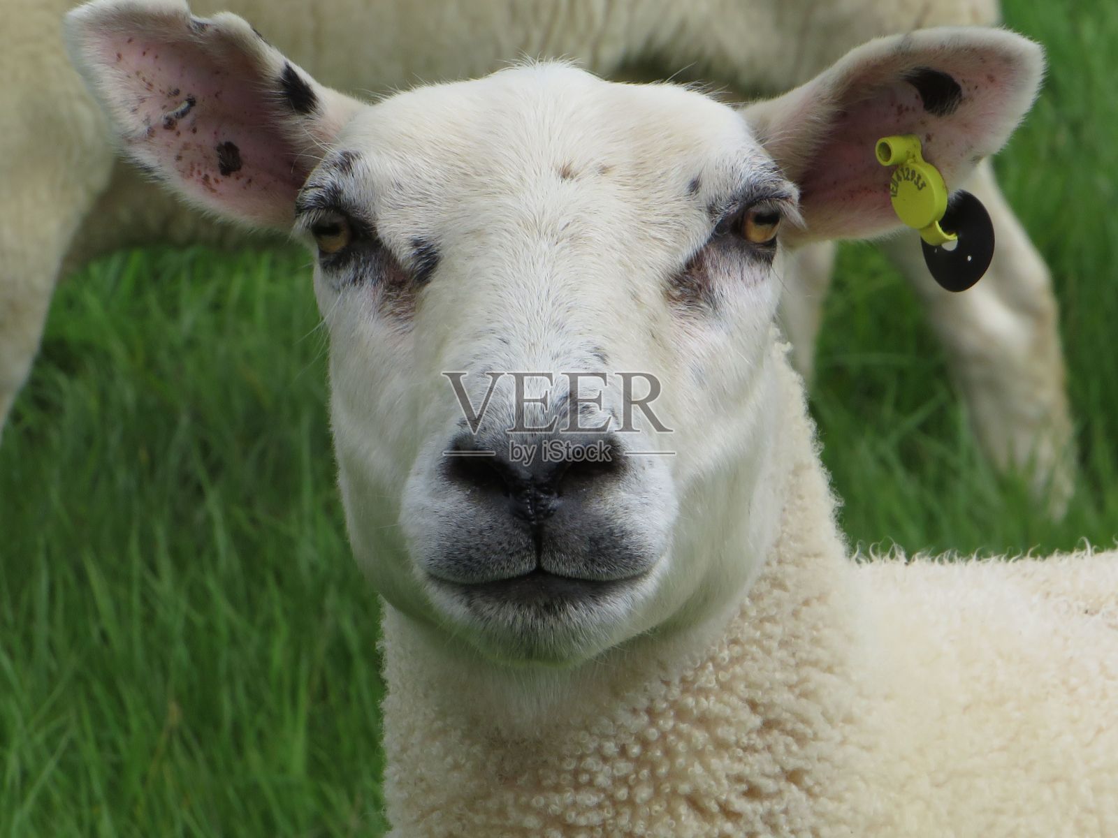 一只白色的特塞尔羊在郁郁葱葱的绿色草地上的特写照片摄影图片