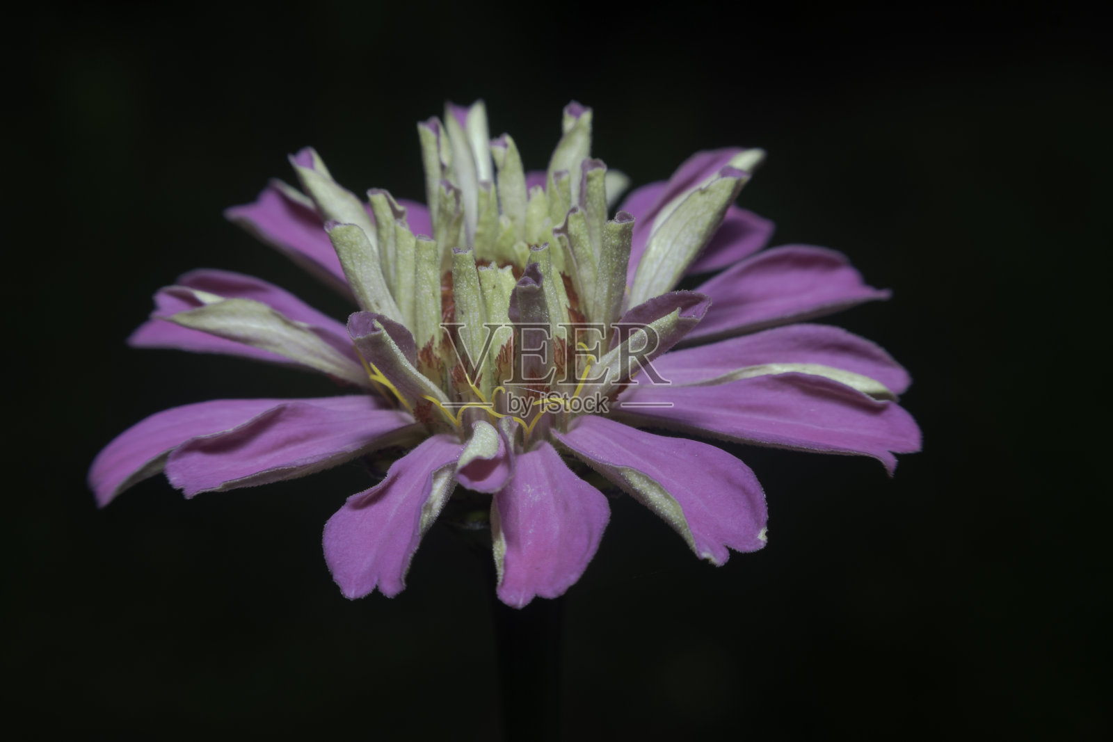 粉红色百日花与黑色背景照片摄影图片