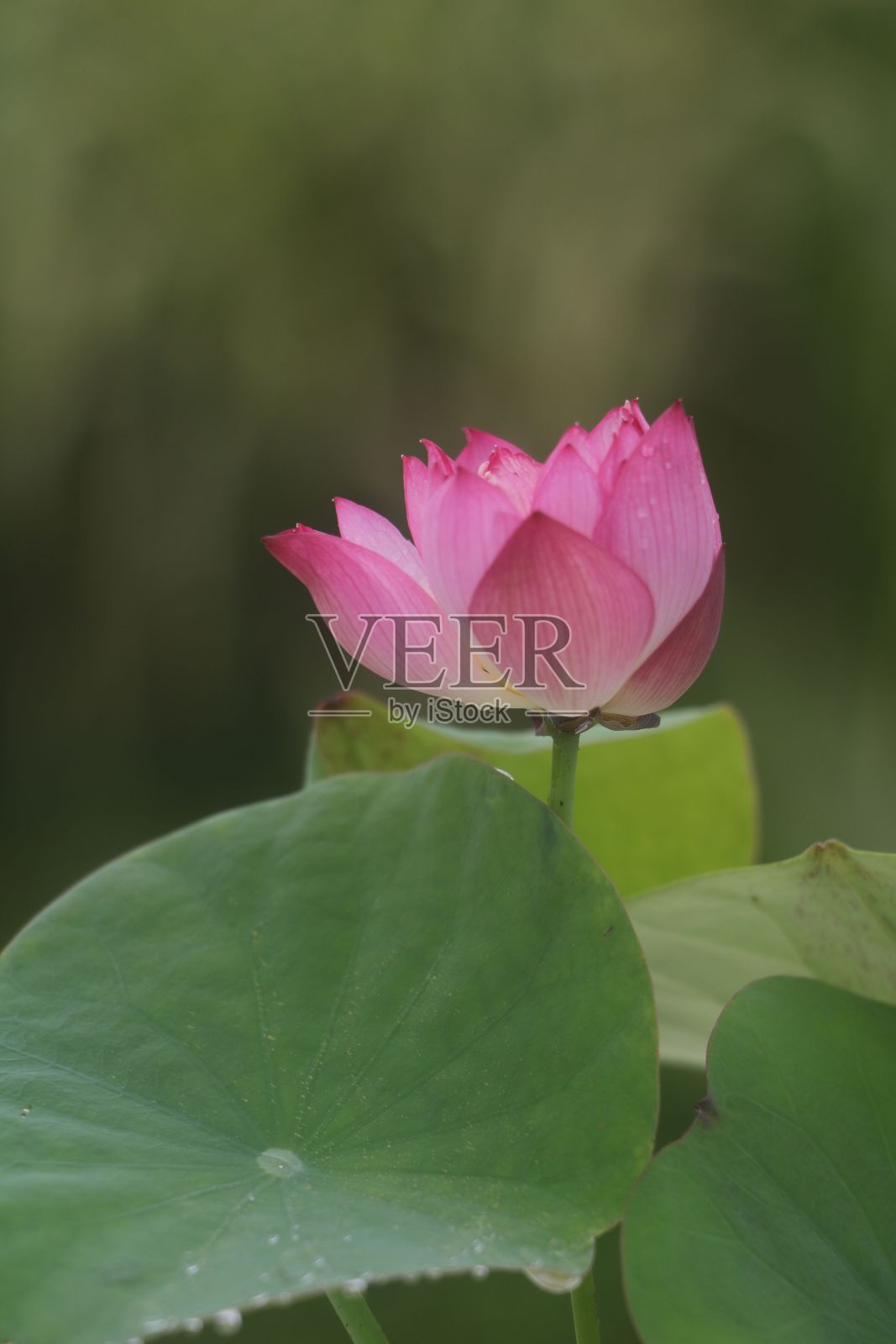 荷花(Nelumbo nucifera)鲜艳的粉红色坚果花特写照片摄影图片