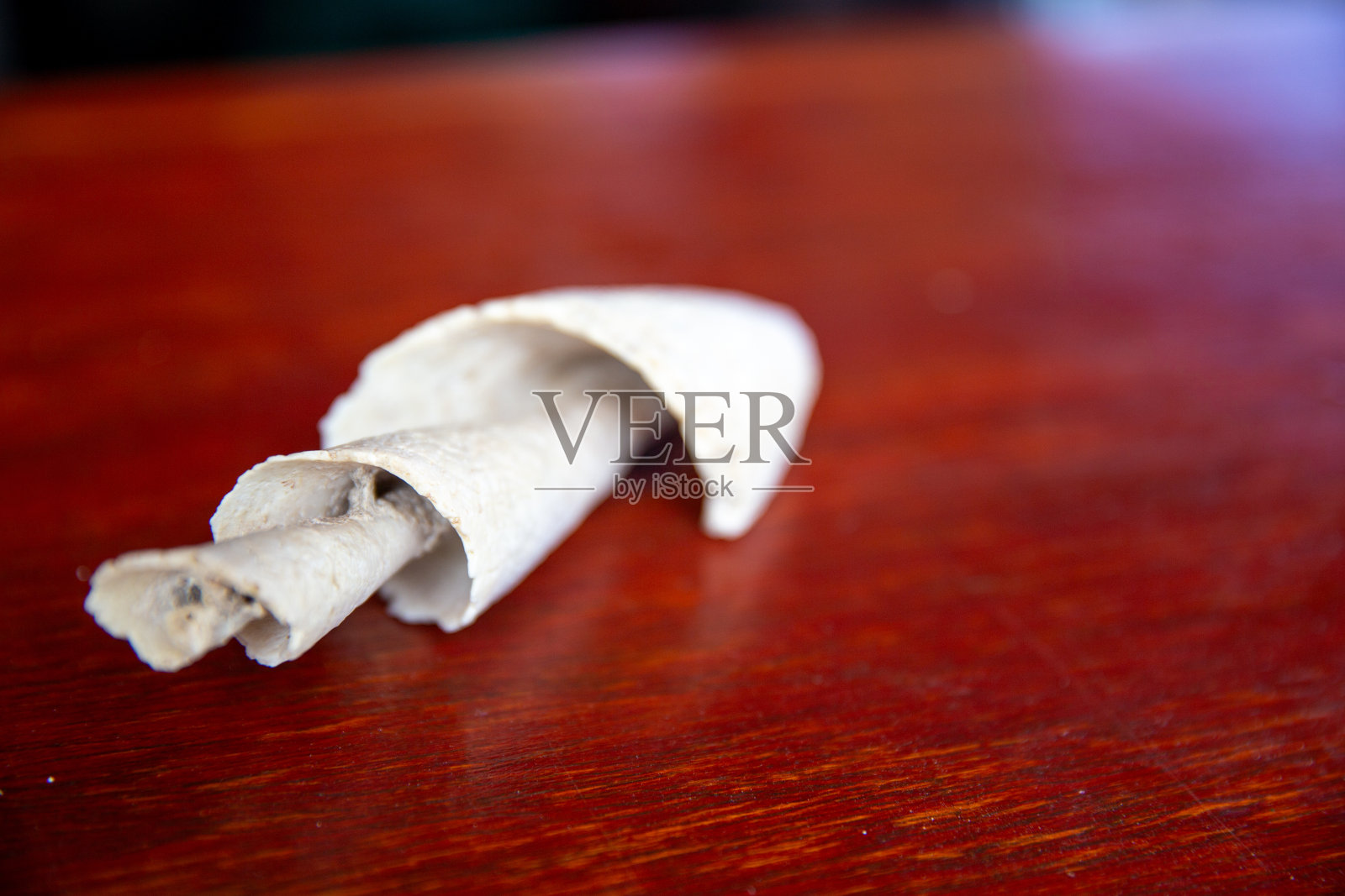 海螺照片摄影图片