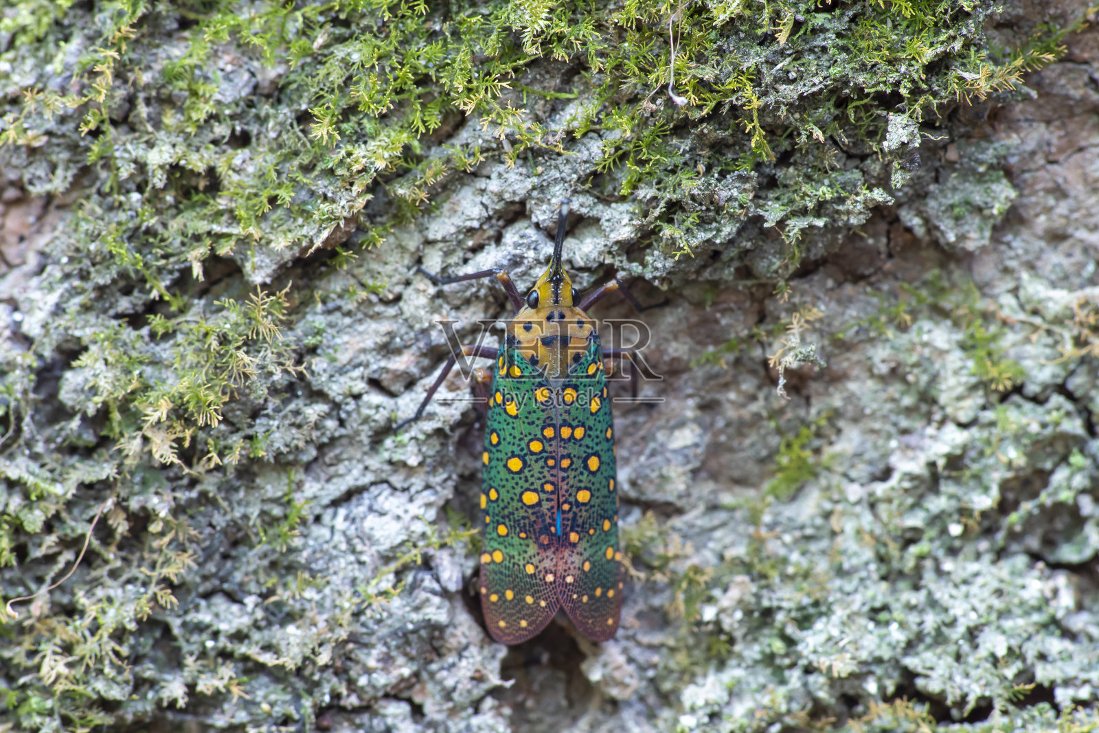 大自然中粘在树干上的karenia灯虫或飞虱近照照片摄影图片