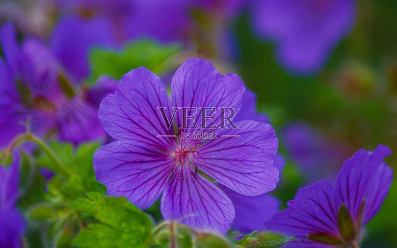 花照片摄影图片