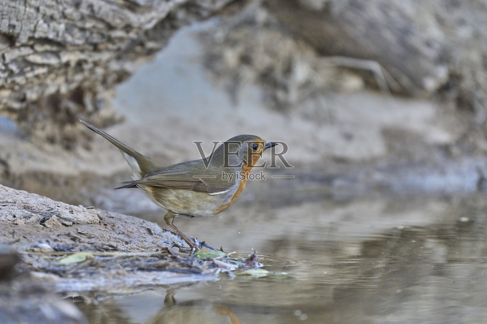 枝上的欧洲知更鸟照片摄影图片