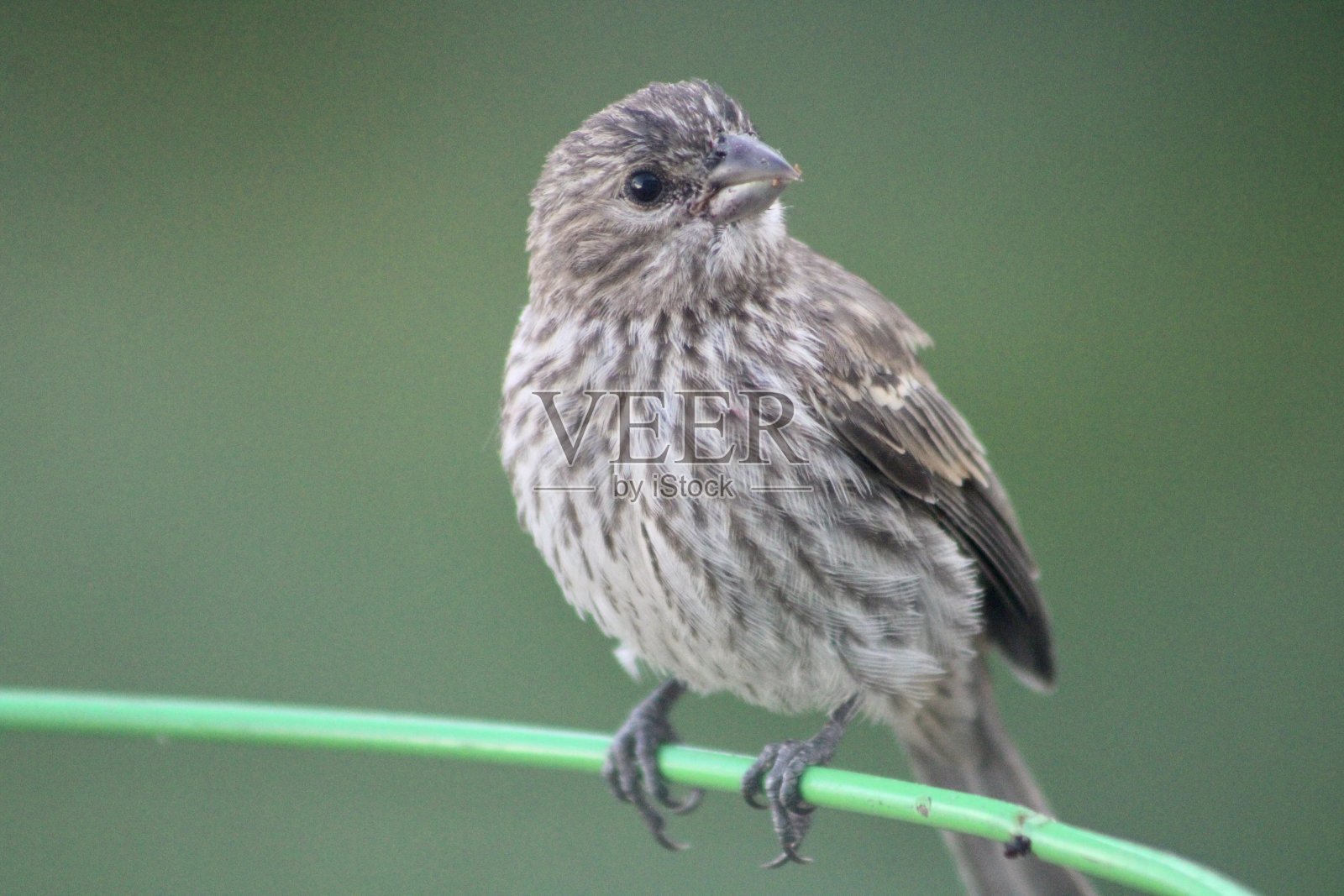 雌性家雀照片摄影图片