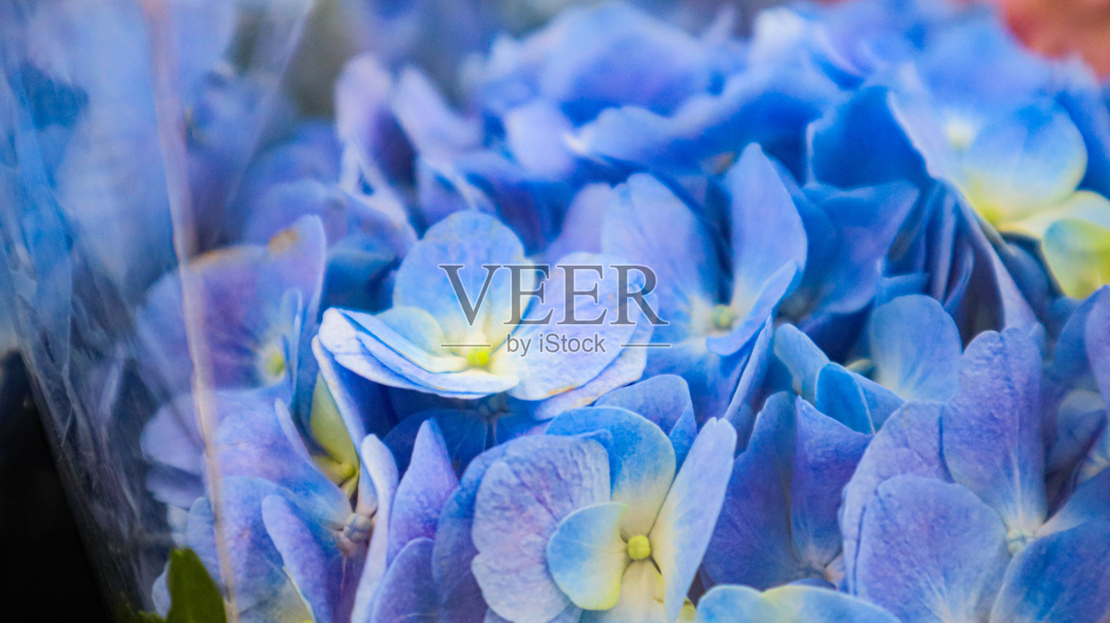 蓝色绣球花，精品店里的蓝色花朵照片摄影图片