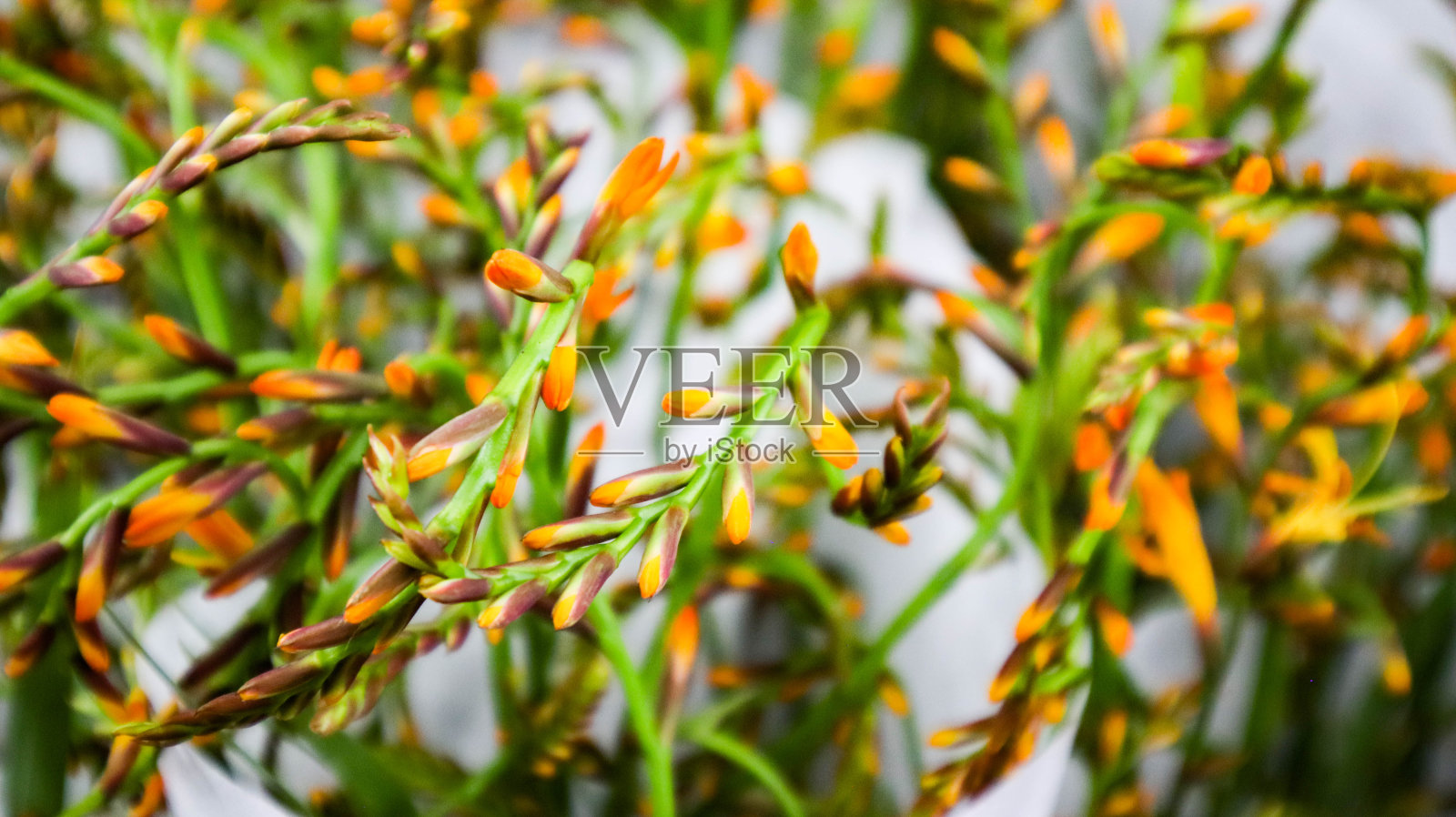 在花店里，桔黄色的花在圆锥花序上。橙色植物背景照片摄影图片