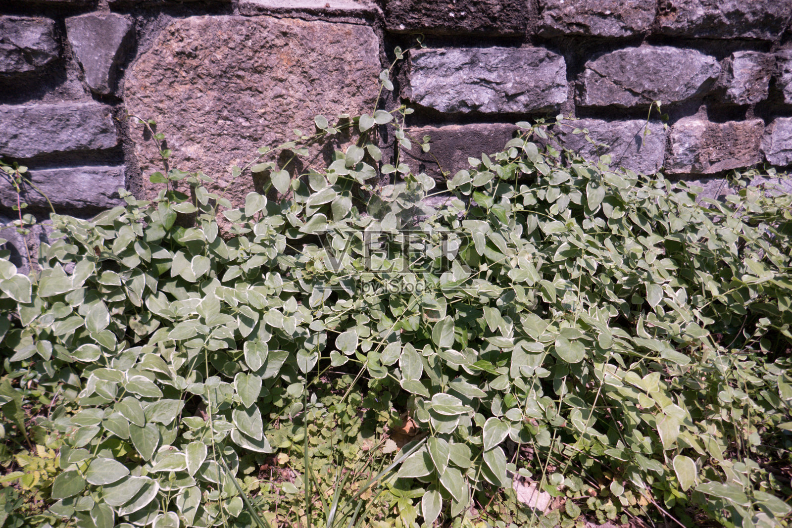 石墙前藤蔓上的绿叶照片摄影图片