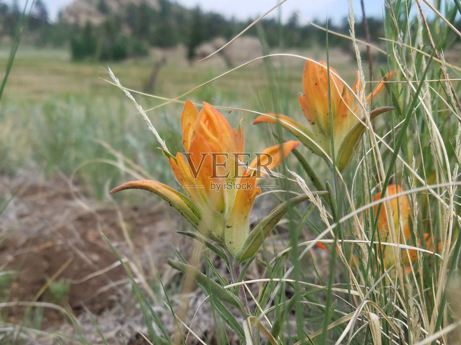 橙色的画笔照片摄影图片