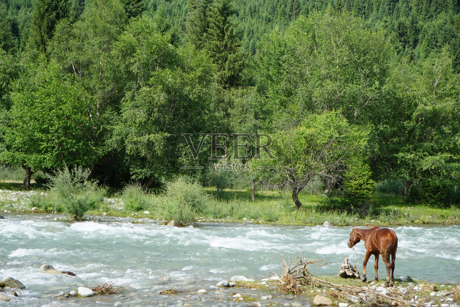河边的一匹马照片摄影图片