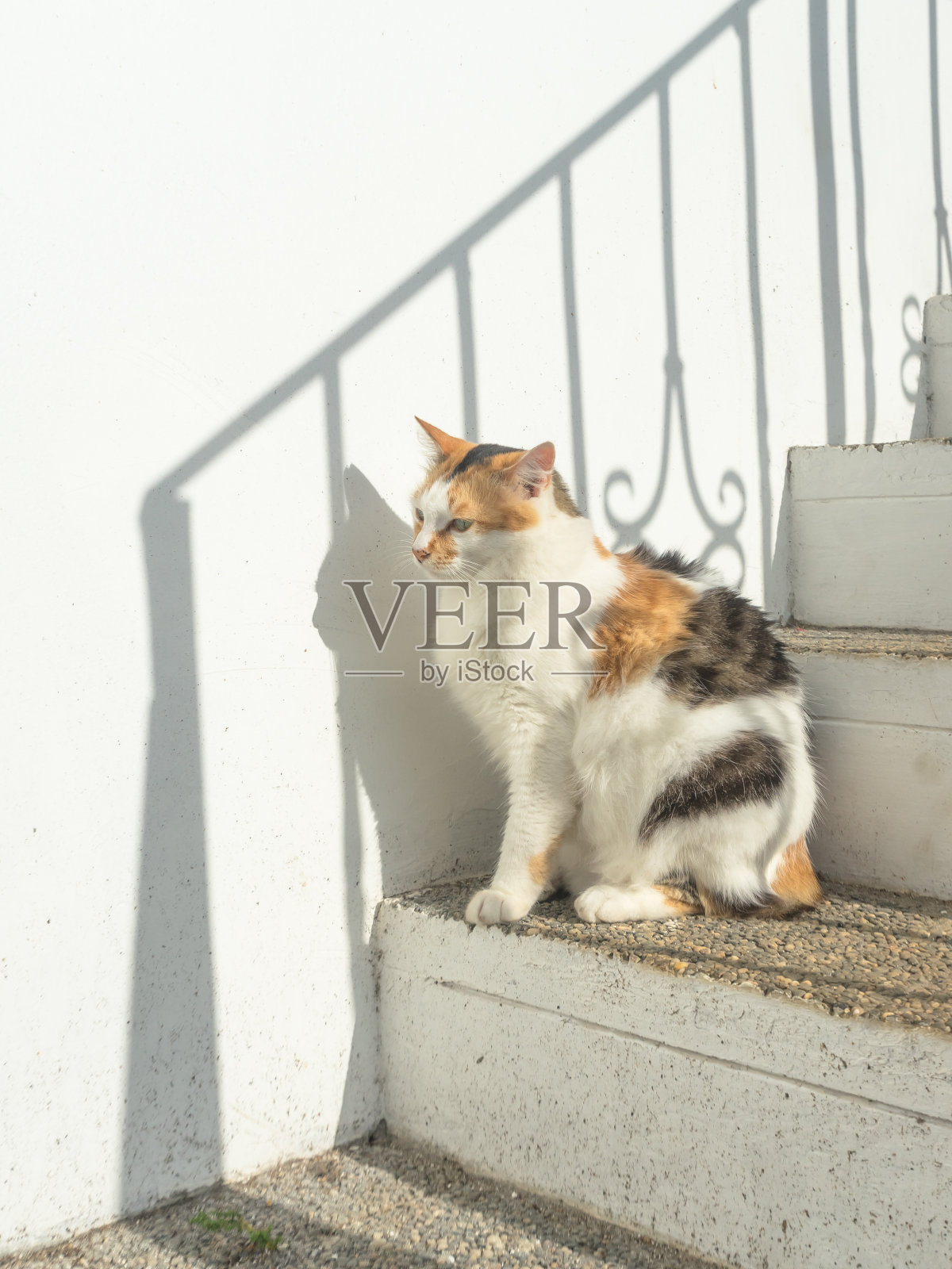 在炎热的晴天，猫坐在台阶上，楼梯上有栅栏的影子照片摄影图片