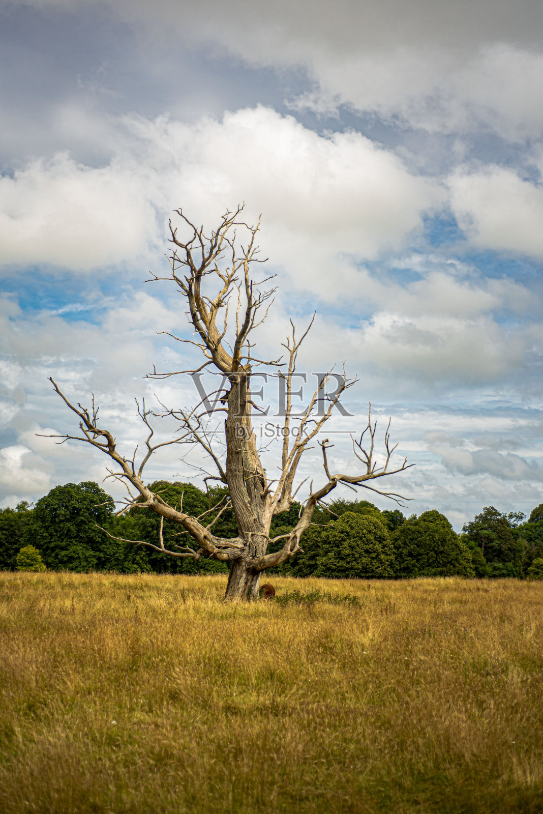 干枯的老树和美丽的多云蓝天。照片摄影图片