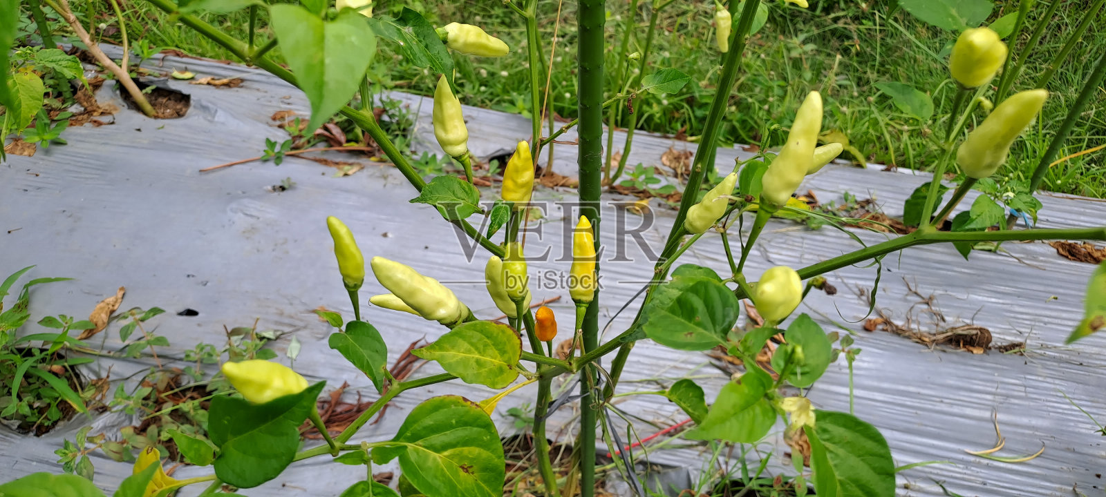 一片红辣椒地。在蔬菜园里生长的辣椒植物照片摄影图片