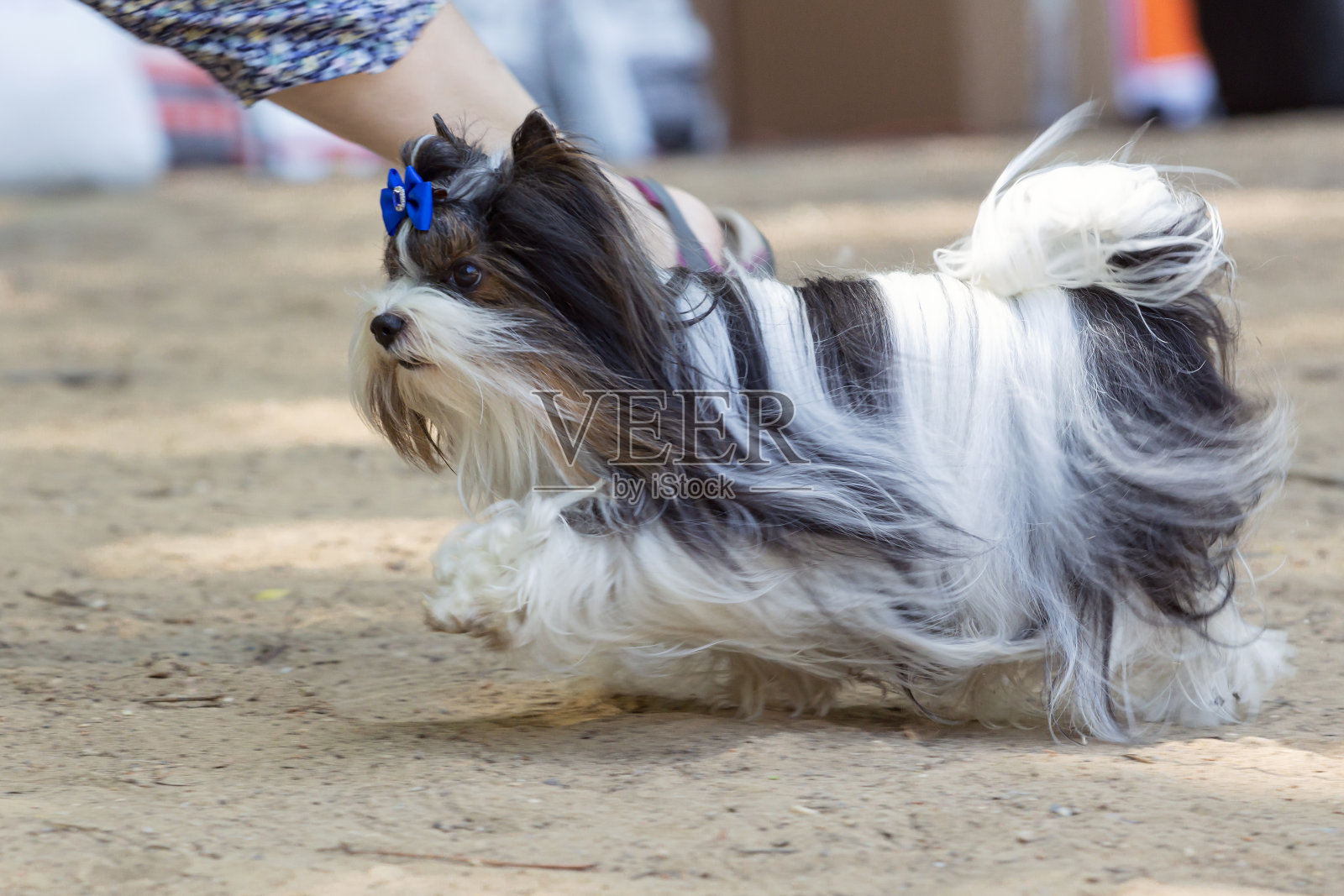 一只美丽的约克夏犬在狗展上摆姿势照片摄影图片
