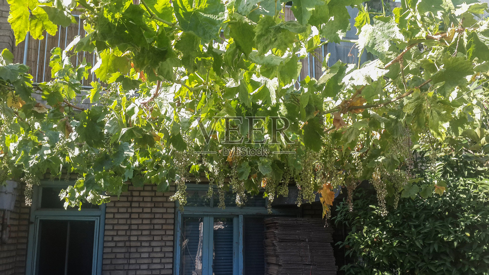 植物装饰的庭院照片摄影图片