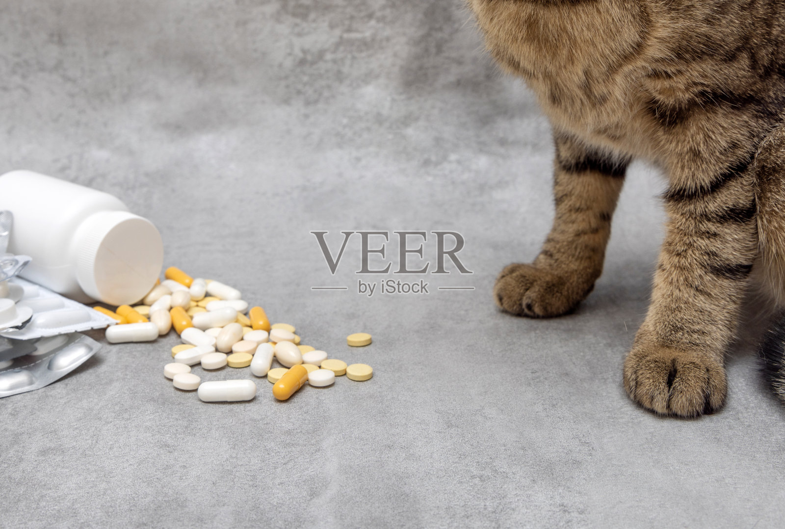 虎斑猫吃兽医药和听诊器照片摄影图片