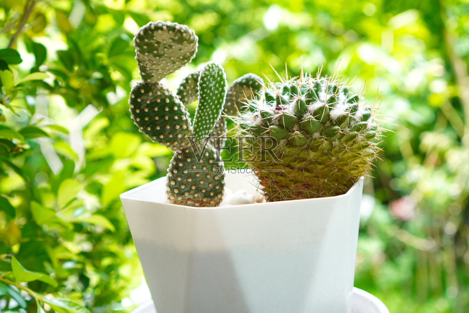 图为一棵仙人掌，它被种在一个白色的花盆里，作为美丽的户外装饰。照片摄影图片