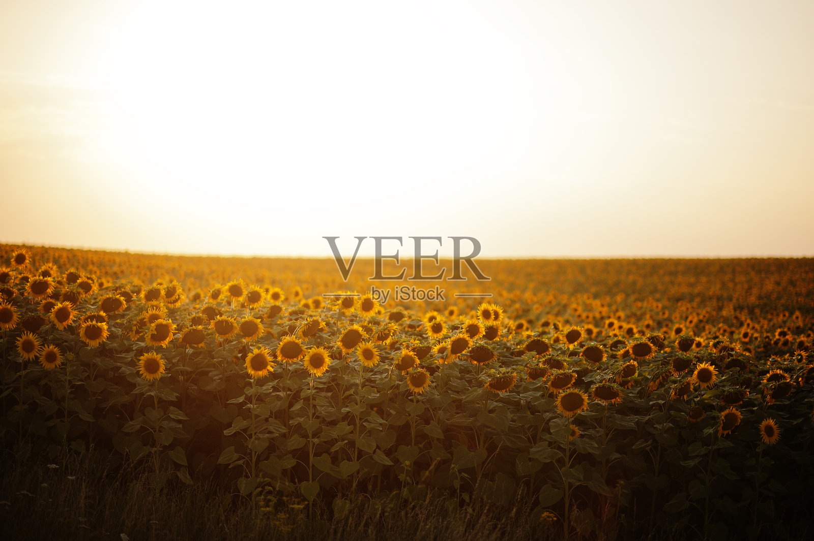 日落时分向日葵田的美景。照片摄影图片