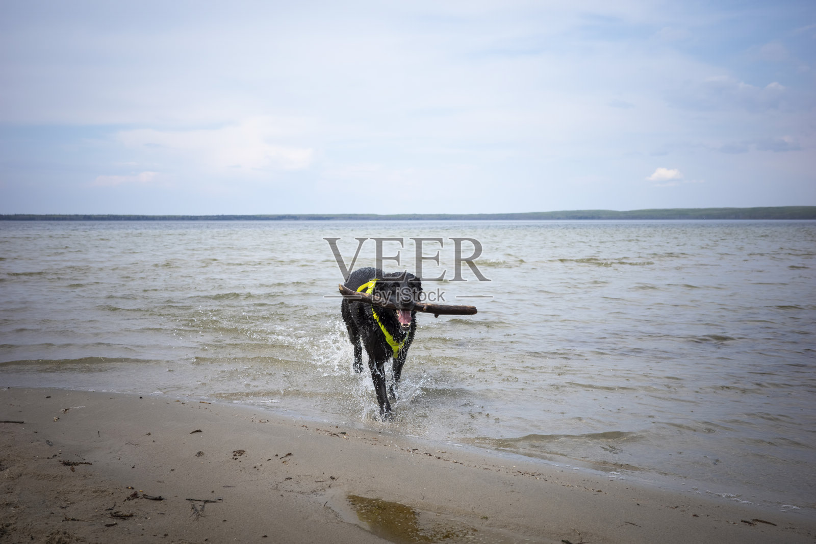 黑色拉布拉多犬从水里捞起一根棍子。照片摄影图片