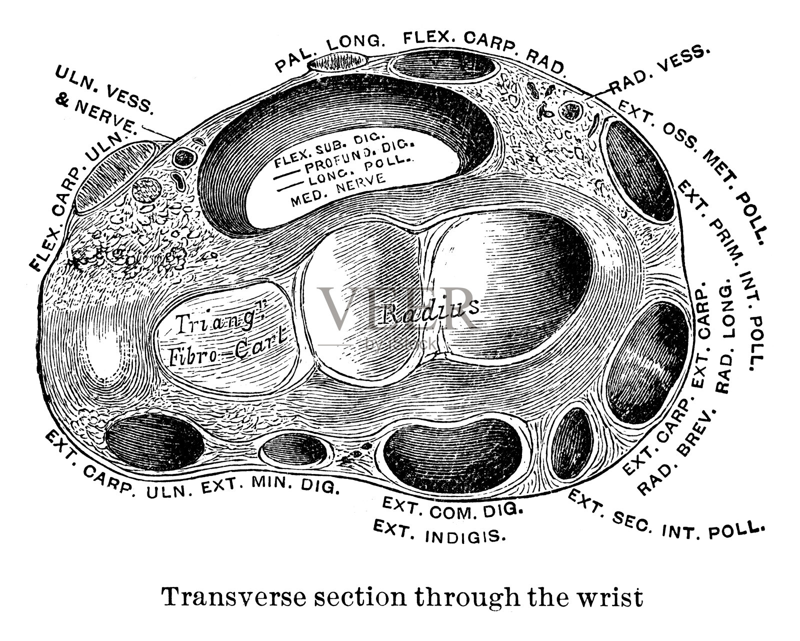 手腕横切面插画图片素材