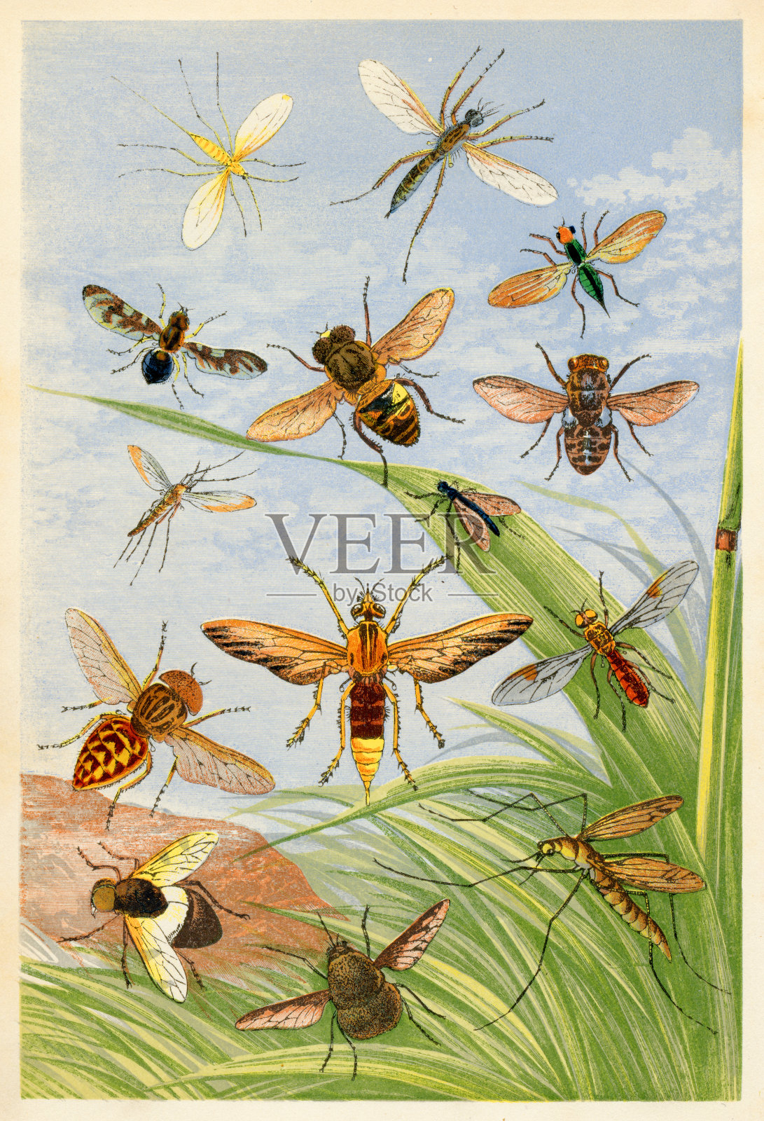 双翅目“u2013不同种类的苍蝇设计元素图片