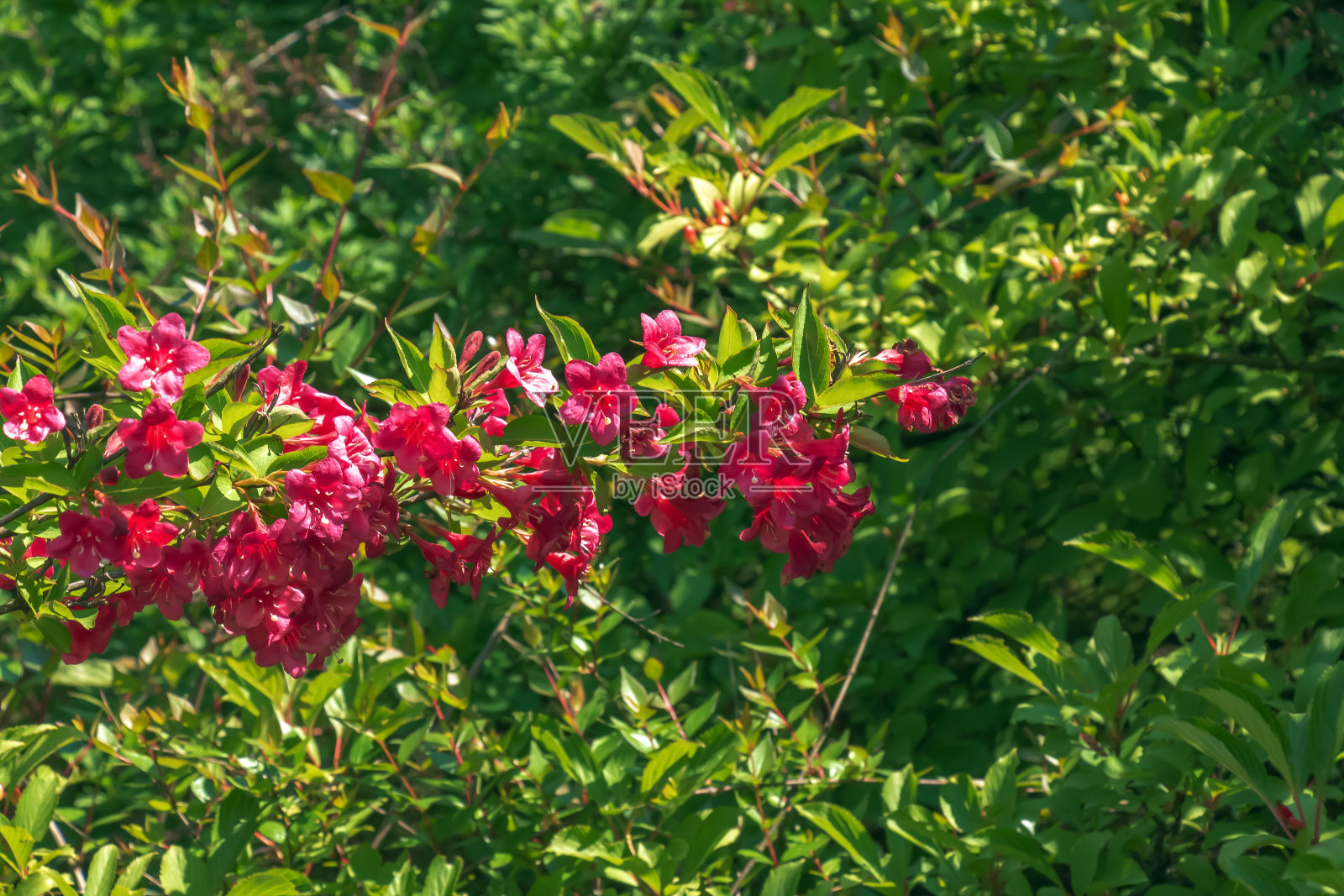 春天的花园里，娇嫩的粉色薇格拉花照片摄影图片