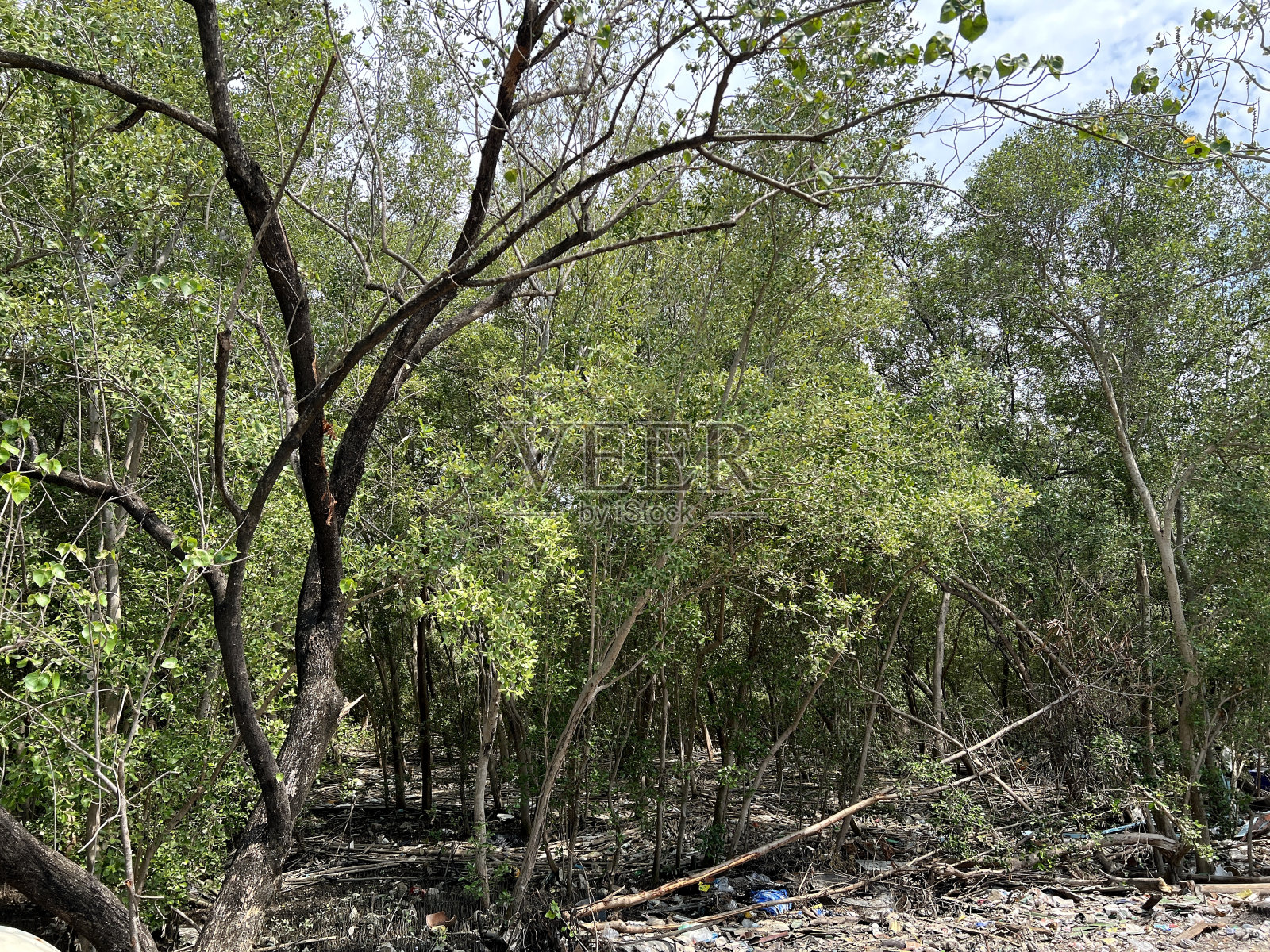 泰国chachengsao的红树林照片摄影图片