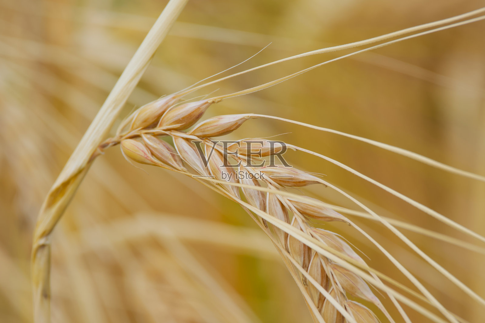 麦穗照片摄影图片