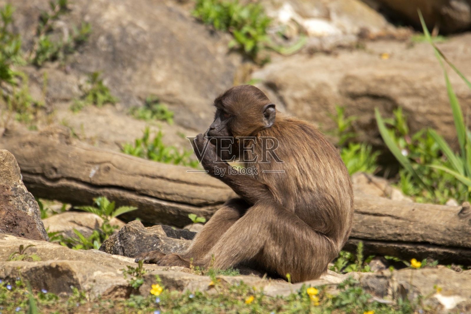 冰淇淋小猴照片摄影图片