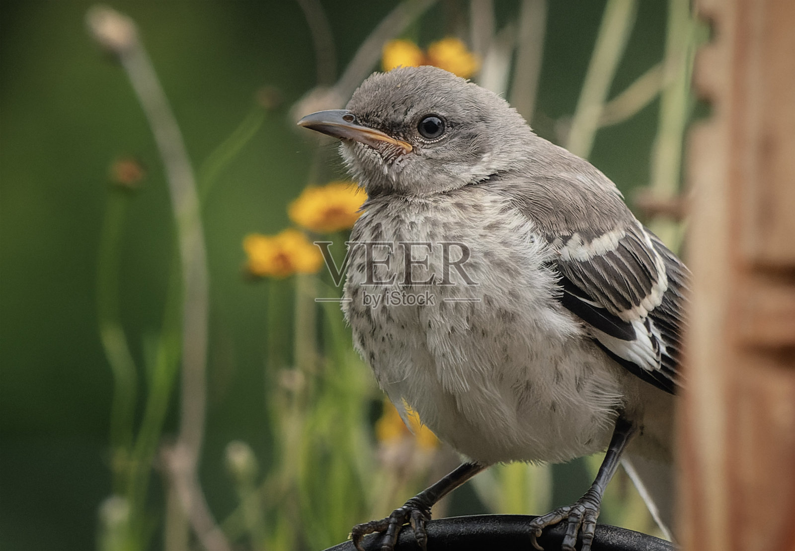 一只北方反舌鸟在花生酱喂鸟器上照片摄影图片