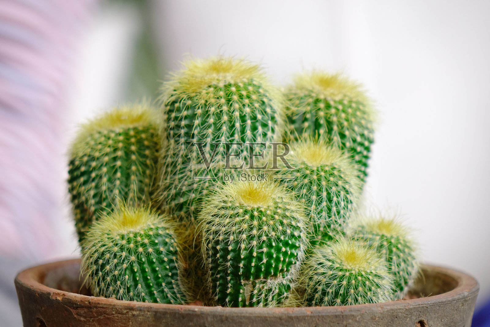 有长刺的形状的仙人掌特写照片摄影图片