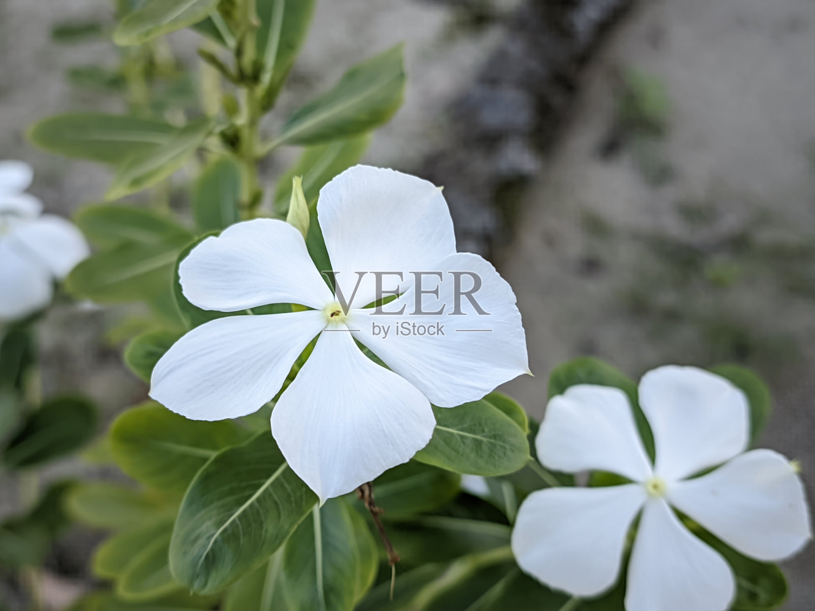 微距特写美丽芬芳的白色茉莉花照片摄影图片