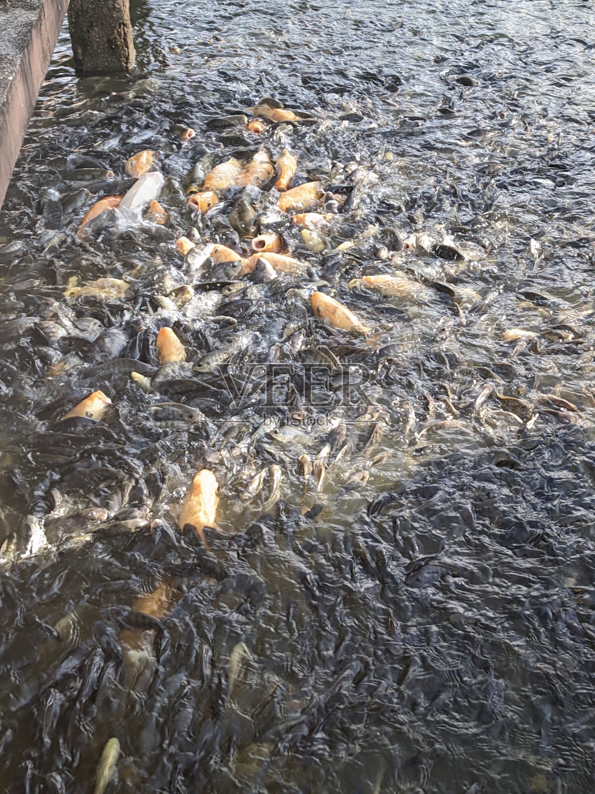 一群锦鲤和罗非鱼在得到食物时挤在一起照片摄影图片