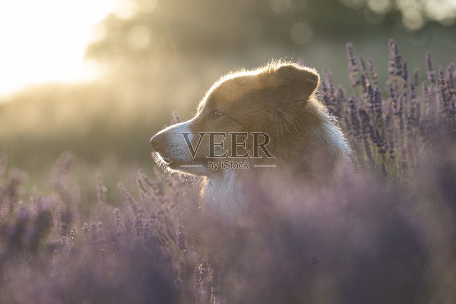 薰衣草地里的狗照片摄影图片