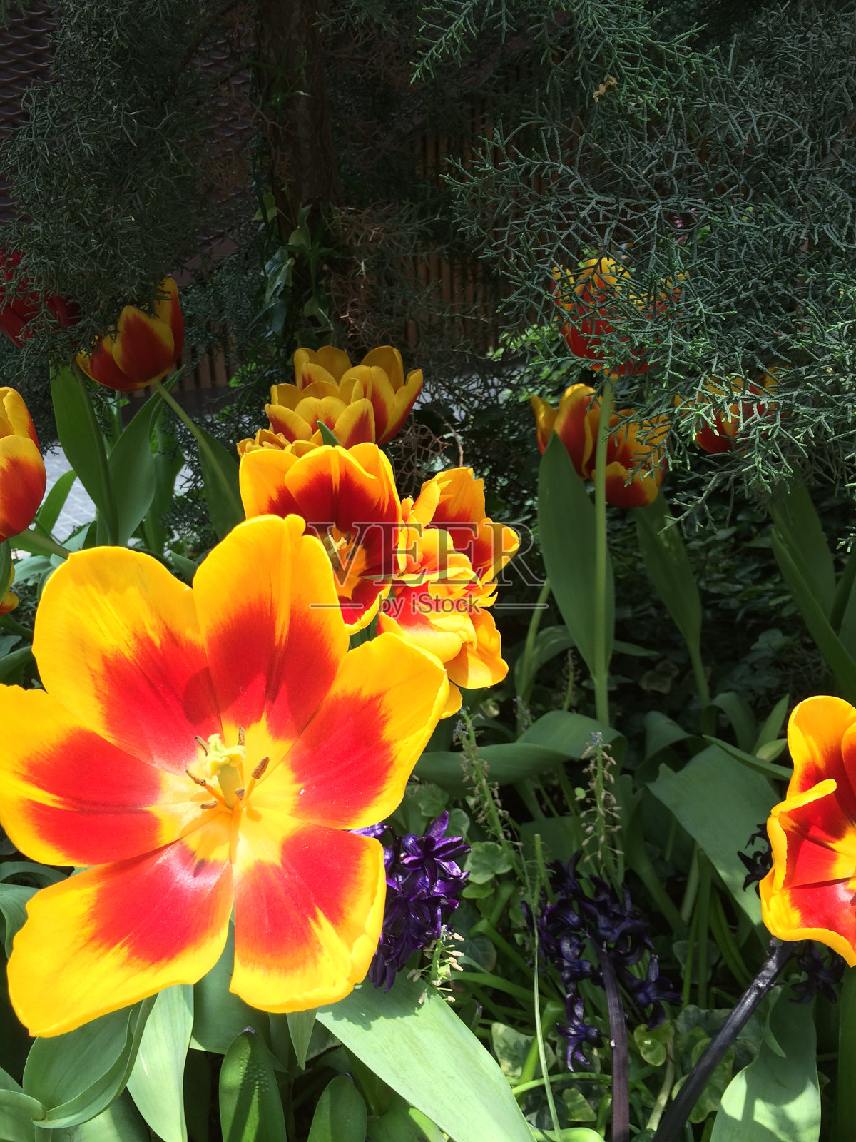 大宽红黄花带叶植物园盛开包围绿叶-新加坡之旅照片摄影图片