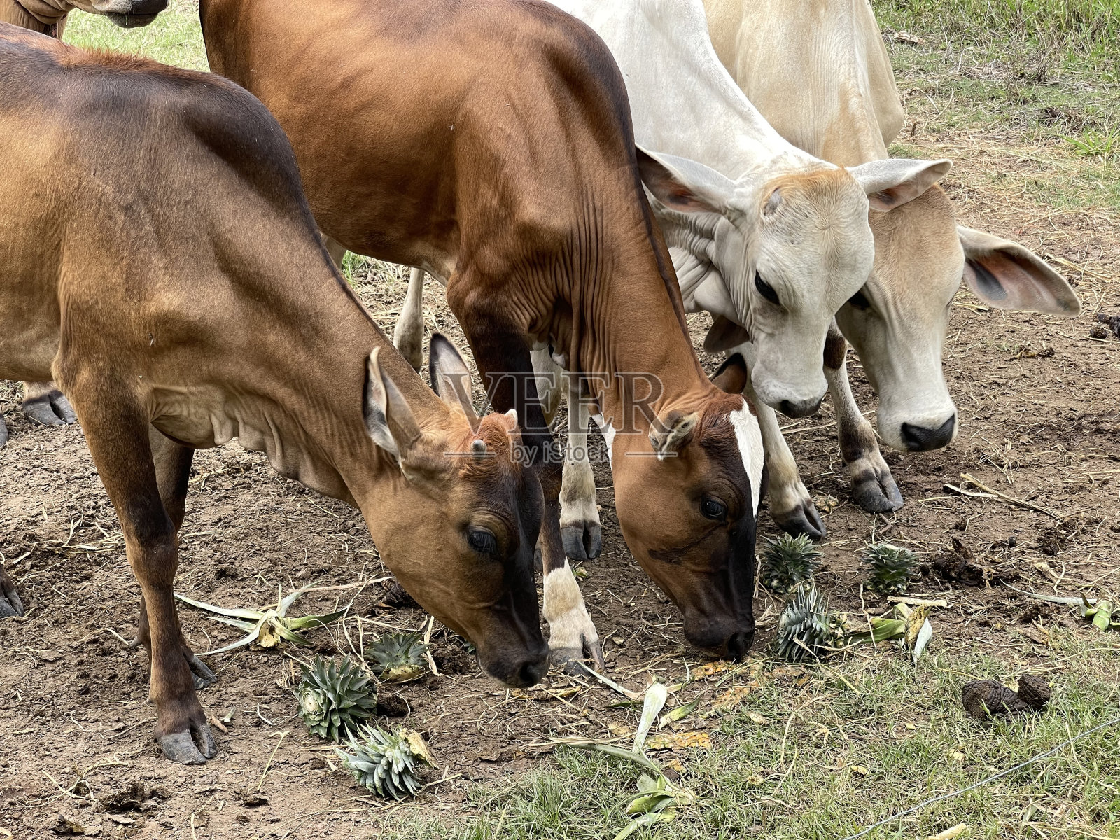 本地牛照片摄影图片