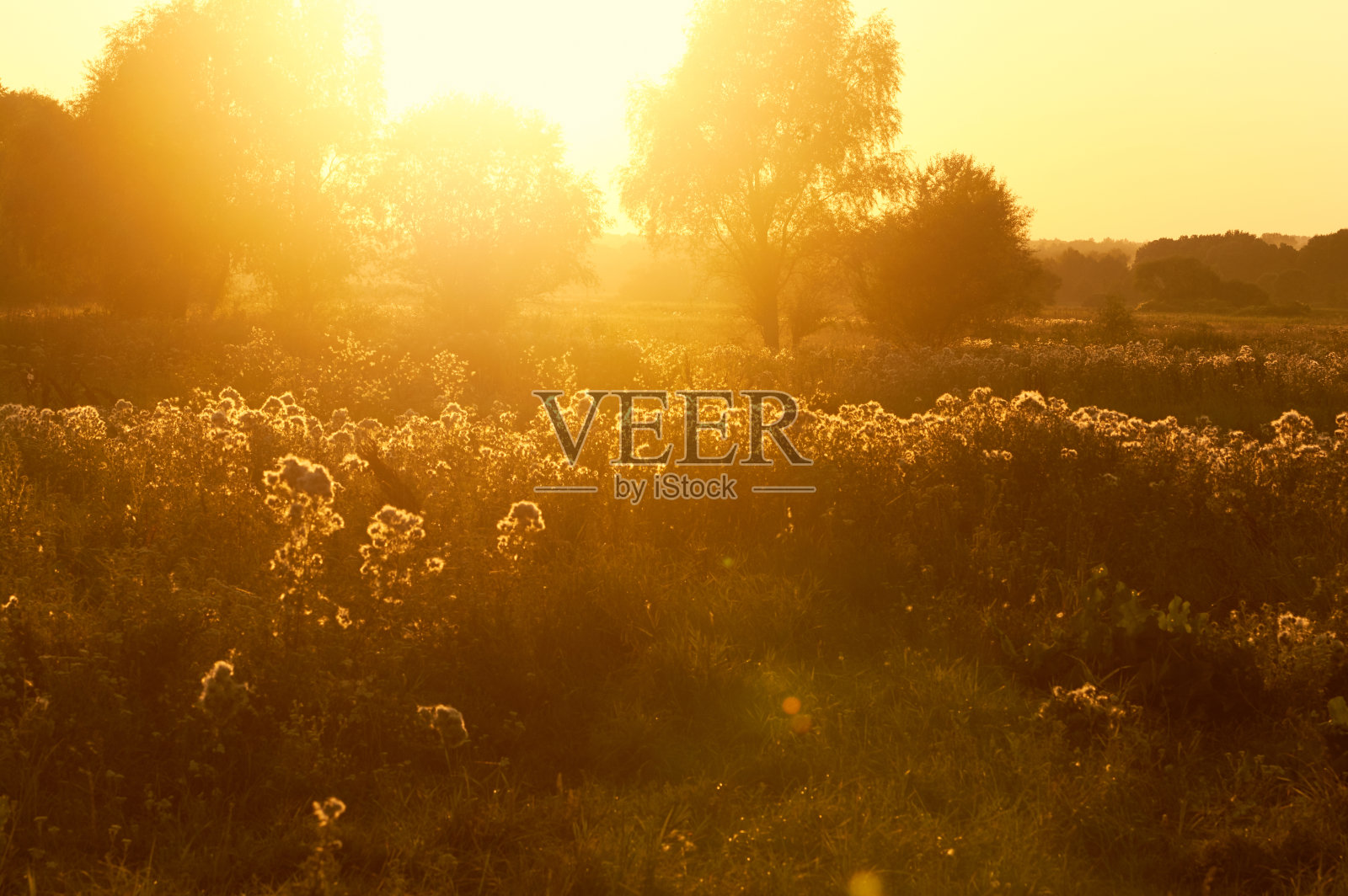 在金色的日落，草甸的植被野生生长。照片摄影图片