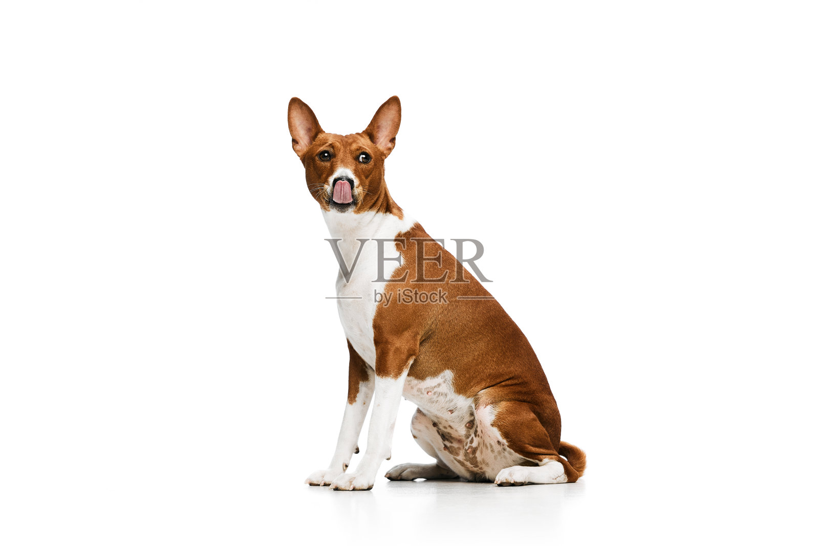 工作室拍摄的白红色纯种巴辛吉狗在白色背景上孤立地摆姿势。动物护理，时尚和广告的概念照片摄影图片