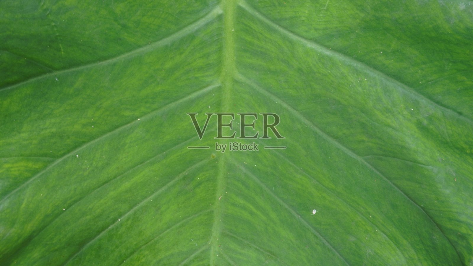 接近有光泽的纹理爱波叶或红掌纤维3d渲染背景，模板和设计照片摄影图片