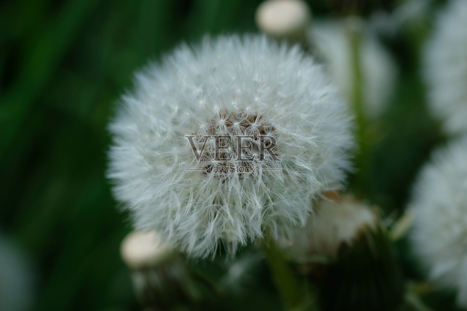 毛茸茸的白色蒲公英靠近照片摄影图片