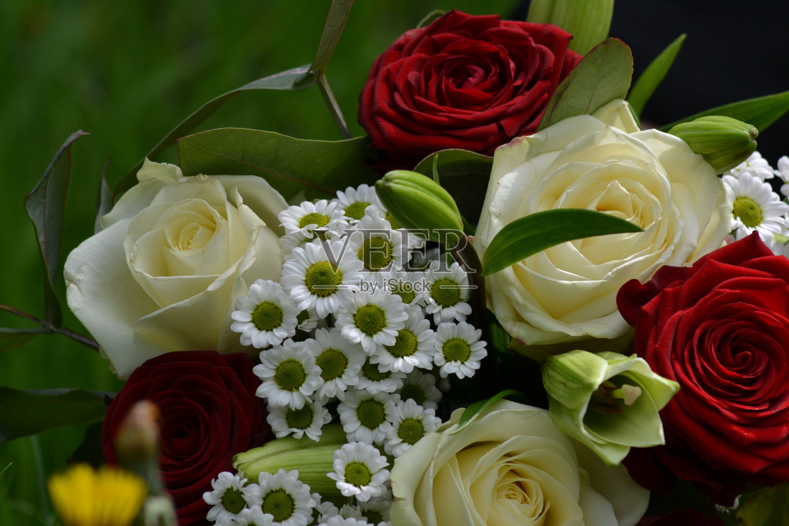 花照片摄影图片