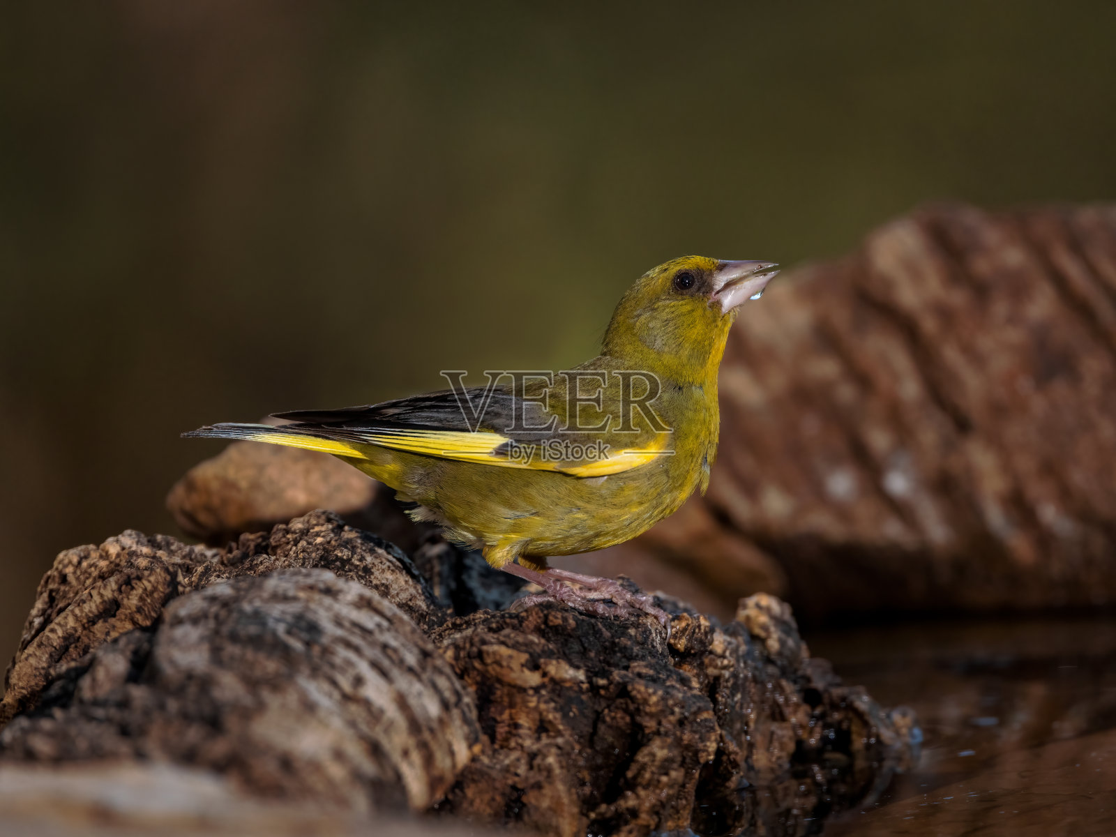 欧洲“小金翅”照片摄影图片