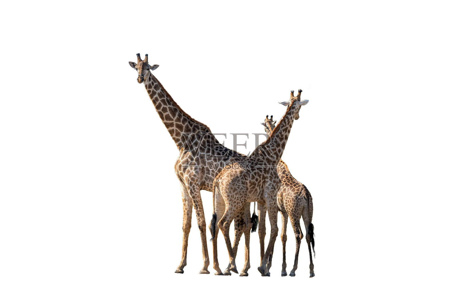 三只南非长颈鹿被隔离在白色区域照片摄影图片