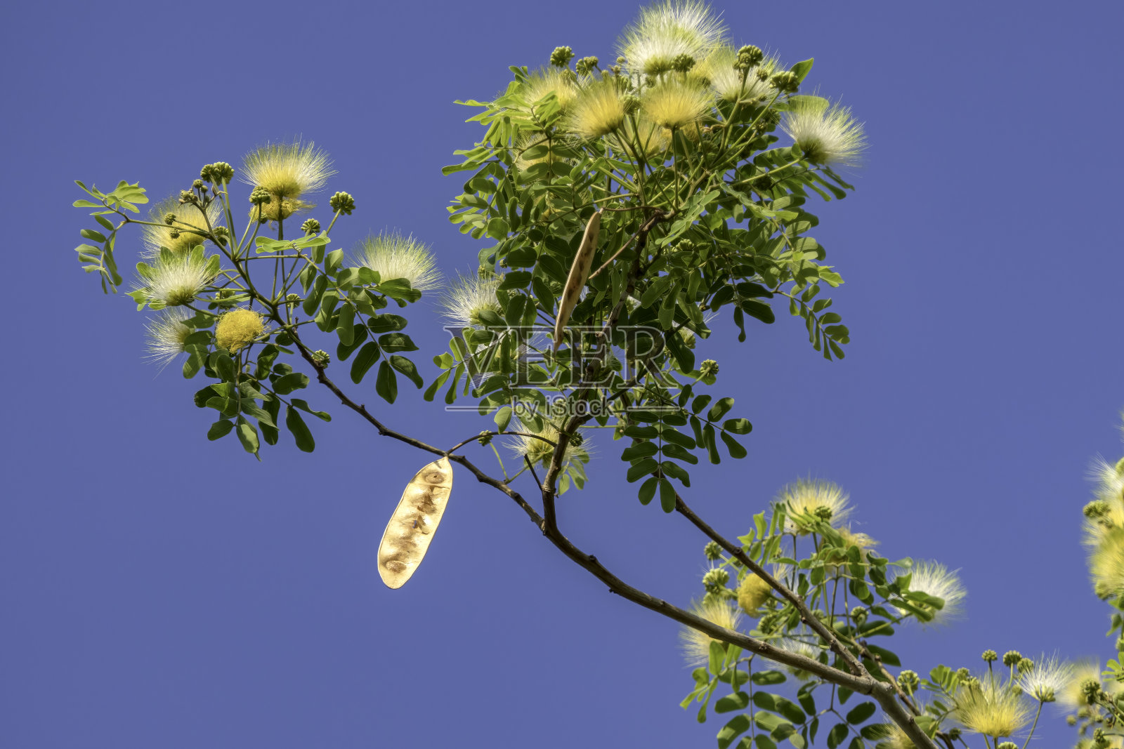 近距离拍摄的合欢树的精致黄色花朵照片摄影图片