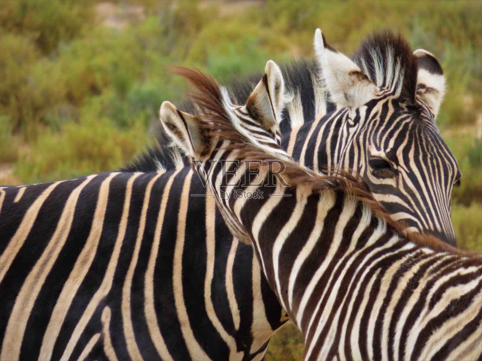 斑马照片摄影图片