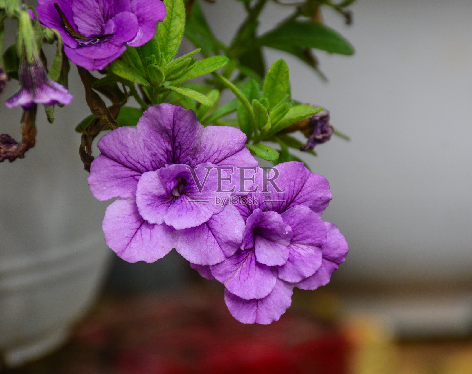 花园里的小花照片摄影图片